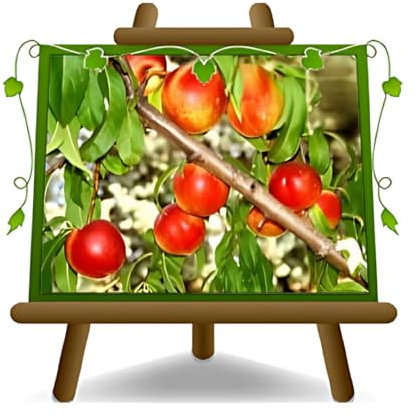 EURO PLANTS VIVAI Pesco Pesche Nettarine a Polpa Bianca Crasiommolo - Pianta da Frutto su Vaso ø 20 cm - Altezza 150~170 cm - Età 2 Anni