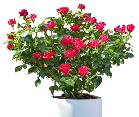 Rosal Meilland Zepeti Planta de Flores Vibrantes para Añadir Color a tu Hogar