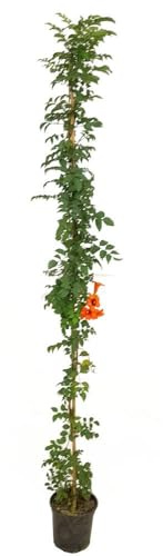 TECOMARIA CAPENSIS M20 180CM | Macetero 20CM | Altura 180CM | Planta Trepadora de Exterior | Color y Vitalidad para Tu Jardín | Flores Naranjas en forma de Campanas