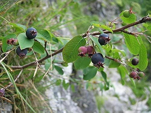 Zwerg-Felsenbirne Amelanchier ovalis 'Helvetica' Pflanze 15-20cm veredelt