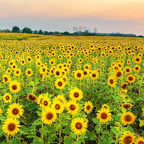 sonnenblumen blumenwiesensaat gartenpflanze zimmerpflanze frühlingsblumen topfpflanzen draußen winterhart pflanzendeko kräuterpflanzen pflanztöpfe winterharte stauden für pralle sonne 300samen