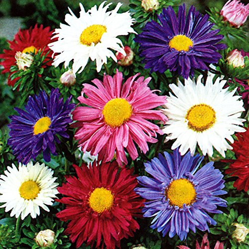 ASTER MADELEINE MISCUGLIO DI COLORI NR.300 SEMI