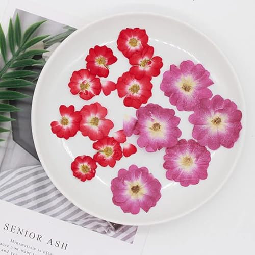 ZEYRU 30 Stück gepresste getrocknete chinesische Rosenblüten-Pflanzen, Herbarium für Schmuck, Lesezeichen, Sammelalbum, Handyhülle, Lampenschirm, Postkarte zum Selbermachen, gemischt, 1, 2,5–3,5 cm