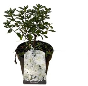 Fresh Plants Pflanze - Japanische Azalee - Azalea japonica ‘Schneeperle’ Topf Ø 15 cm - Höhe ca. 35 cm