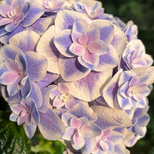 semi di ortensia - perenni resistenti, balcone giardino 350pcs