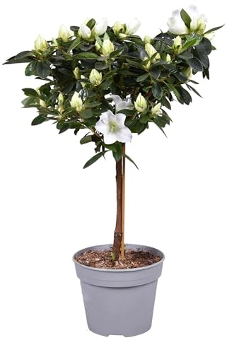 Azalée, tronc haut, blanc, 40 cm, diamètre : 13 cm, plante ornementale, facile d'entretien, pour balcon, terrasse et intérieur
