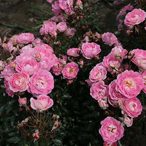 Bodendeckerrose 'Flirt 2011®'