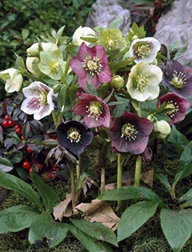 Portal Cool Helleborus ibridi misti! Vari miscela di colore della Rosa di Natale Hardy Fiore Inverno