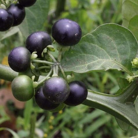 80 graines de fruits de myrtille