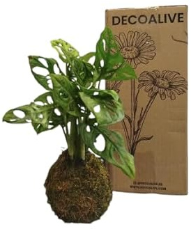 Monstera Adansonii en Kokedama – Planta Natural para Decoración de Interiores – DECOALIVE