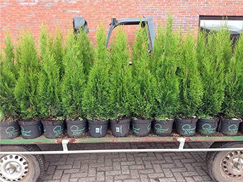 Thuja occidentalis 'Smaragd' 100–120 cm (100 Stück) – Winterhart, Immergrün, Pflegeleicht – Lebensbaum – Heckenpflanze für Garten & Sichtschutz