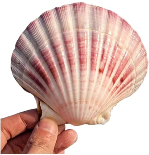 Coquille de mer naturelle. Coquillages naturels énormes, grande coquille de conque naturelle, grandes coquilles de mer naturelles for paysage, aquarium, décoration de sol, ornements(10~11CM)