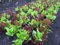 Laitue biologique - Gourmet Looseleaf Couper Mélange 25 Graines