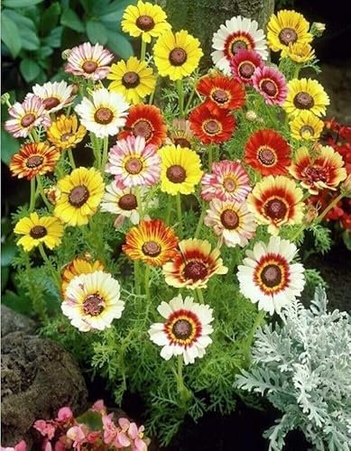 Buy4seeds 40 Seeds Painted Daisy Rainbow Mix Chrysanthemum Carinatum Easy for Grow Garden
