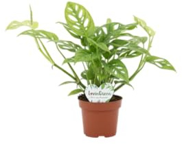 DECOALIVE Monstera Adansonii Planta Con Hojas Decorativas Para Crear Tu Mini Jungla Urbana