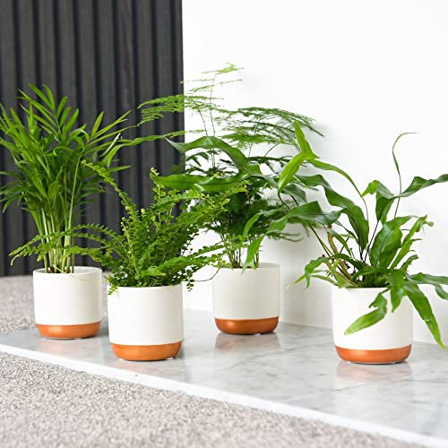 Green Houseplant Starter Mix Collection Tender Perennial Easy to Grow Calming Tropical Foliage House Plants Varying Leaf Shapes and Colours 3X 6cm Potted Plants by Thompson and Morgan