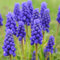Bulbi di giacinto d'uva, fioritura primaverile, resistenti, piantagione di piante perenni in giardino