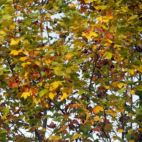 Platanus orientalis da appartamento arredamento del soggiorno resistenti in vaso da esterno sempreverdi balcone sostenibili semi di giardino perenni 300semi