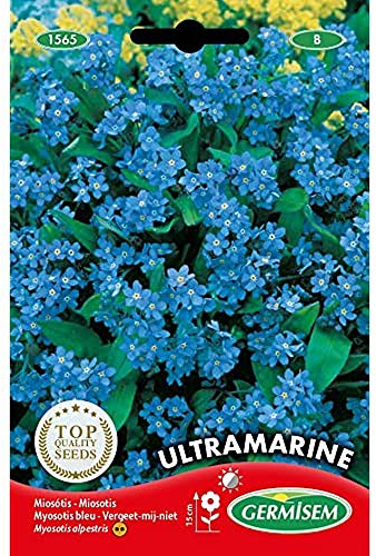 Germisem Ultramarine Alpine Olvidar-Yo-No Semillas de Flor 0.5 g (EC1565)