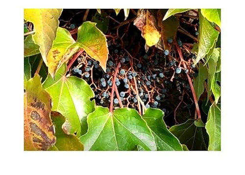 Stk - 10x Parthenocissus tricuspidata Wilder Wein Garten Pflanzen - Samen ID1480 - Seeds & Plants Shop by Ipsa