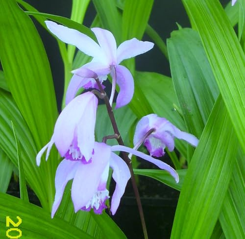 Blumenzwiebel - Raritäten : Bletilla striata blau - Blaue Gartenorchidee 1 Rhizom winterhart