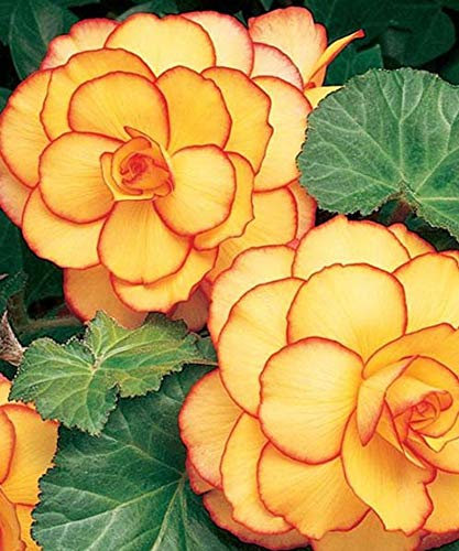 Ultrey Seed House - 10 Pieces Fragrance Begonia Bulbs Flower Seeds Hanging Basket Begonia Collection one of The Most Popular perennials for Shade!: Only Seeds