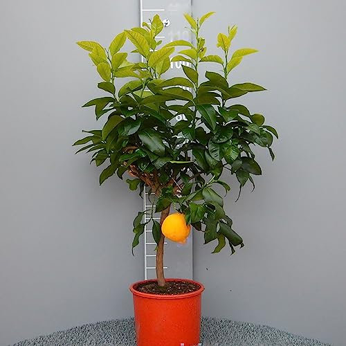 SAVINI VIVAI Planta de Bergamota, fantástico árbol de cítricos de bergamota en maceta de 20 cm altura 70 cm 2-3 años de injerto, fabricado en Italia