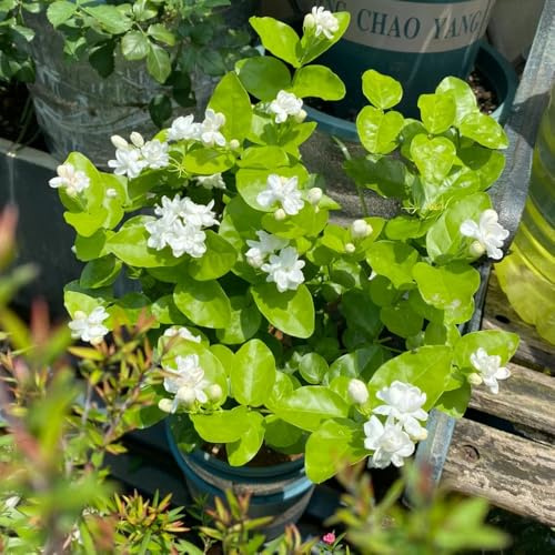 jasmin balkon garten winterharte stauden mehrjährig indoor garten Jasminum - herbstblumen gartensamen sträucher winterhart blühend exotische zimmerpflanzen pflanztopf 100samen