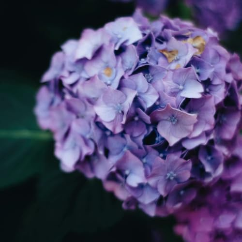 Gardenaria Pianta Ortensia da Esterno Hydrangea Macrophylla 'Mathilda Gutges', Colore Blu e Rosa Acceso, Pianta Acidofila Ornamentale, 30/40 cm, Vaso 19