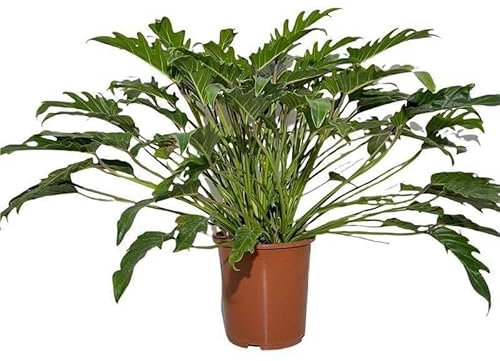 Philodendron Xanadu. Garden Talamonti.