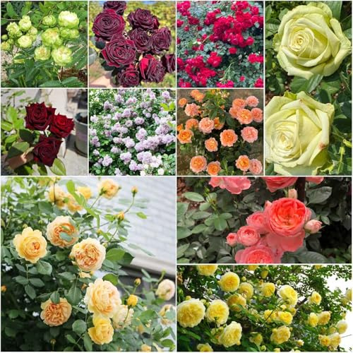 semillas de rosal trepador trepadora de balcón primavera, variedades antiguas semillas, jardín trepadora con verano 180pcs
