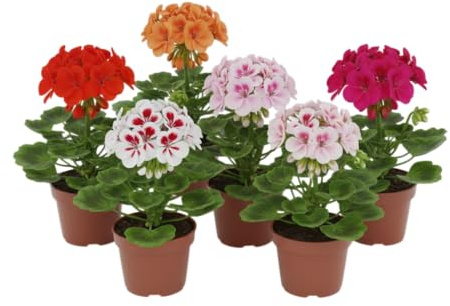 Pack Balcón Luminoso | Pack de 6 Geranios Naturales en Maceta DECOALIVE | Seis Plantas de Geranio Pelargonium para Interior y Exterior
