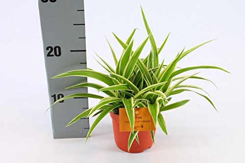 Spider Plant Indoor Houseplant - Chlorophytum Ocean in a 12cm Pot
