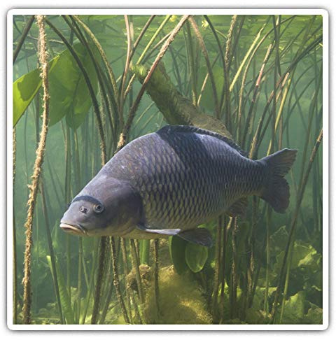 Impresionantes pegatinas cuadradas (juego de 2) 10 cm – Carpa de agua dulce peces estanque Pesca Divertidas calcomanías para portátiles, tabletas, equipaje, neveras, regalo fresco #45078