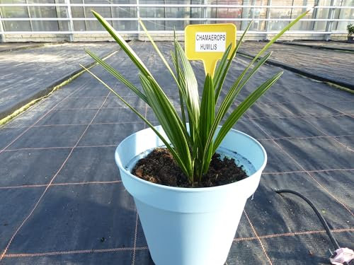 Palme 40-45 cm chamaerops - Humilis, Europäische Zwergpalme winterhart bis -14°C