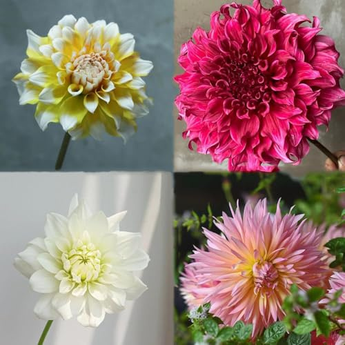 semi di dalia - giardino semi, dalia resistenti, esotici 400pcs