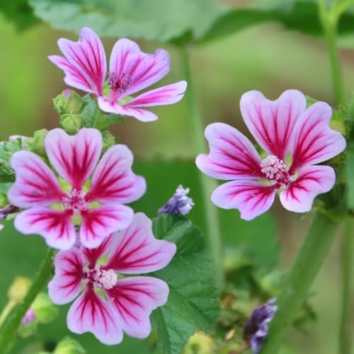 Semillas de malva, Las de jardín son perennes resistentes Semillas de Malva Silvestre, Malva Sylvestris, Las perennes son perennes resistentes 500pcs