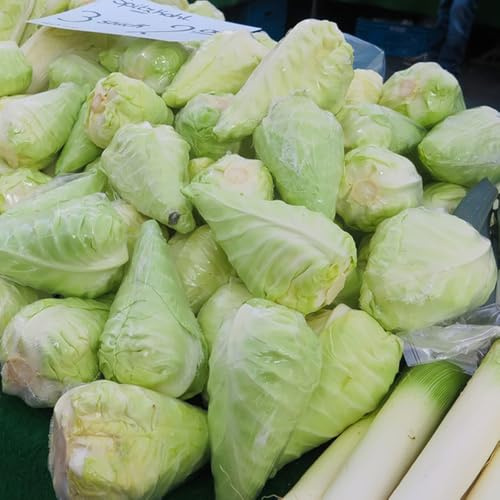 Spitzkohl, wintergemüse balkon gemüsesamen pflanzensamen alte sorten nachhaltige geschenke bio 500Samen