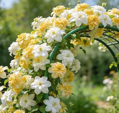 Clematide rampicante Montenegro, una clematide rampicante da esterno adatta per giardini domestici-4 Rhizomes-B