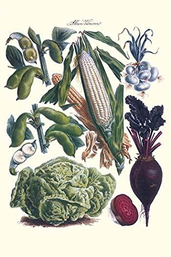 Vegetables Corn cabbage beet onion & beans Illustration from a famous French seed catalog and the vegetables that can be grown Poster Print by Philippe-Victoire Lev?que de Vilmorin (18 x 24)