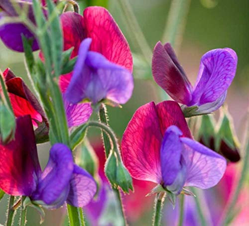 20 Sweet Pea Grandiflora Matucana Seeds - Blue & Purple Lathydorus Odoratus - 20 Seeds
