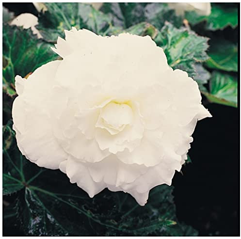 PREMIER SEEDS DIRECT - Begonia Tuberous - Non Stop F1- White- 15 PELLETS