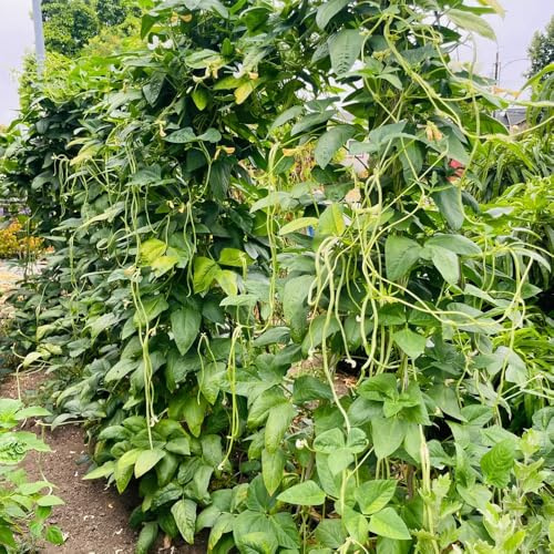Semillas de frijol medidor, frijol espárrago, raras semillas de invierno jardín del balcón 350pcs