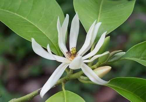 100 graines de fleurs de Magnolia Champa blanches fraîches et neuves