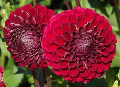 Dahlienknolle : Dahlia - Pompon - Dahlie  Viking  1 Knolle/Rhizom