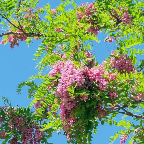semillas de robinia - resistentes exterior interior exóticas orgánicas balcón jardín perennes 200pcs