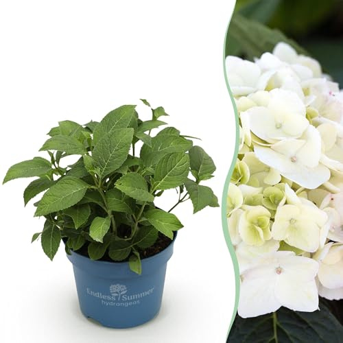 Green boutiQ - Plante de jardin - Hydrangea Endles Summer The Bride - Hortensia - Résistante à l'hiver - Blanc - 1 Plante - Pot 14cm - Hauteur 20-25cm