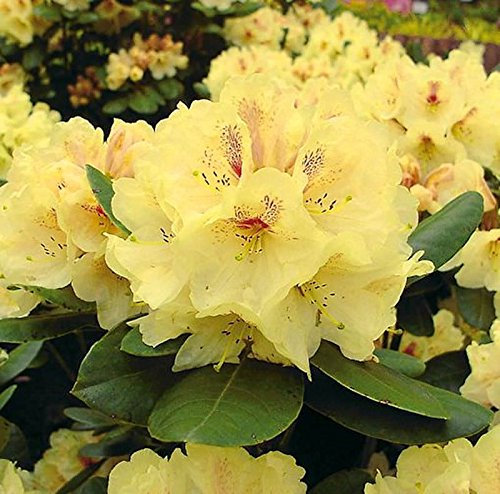 Großblumige Rhododendron Goldbukett 30-40cm - Alpenrose - lebende Gartenpflanze aus den Baumschulen