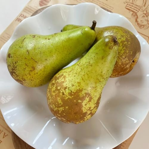semillas de peral, Pyrus peral, semillas de variedades antiguas raras Los enanos son resistentes 80pcs