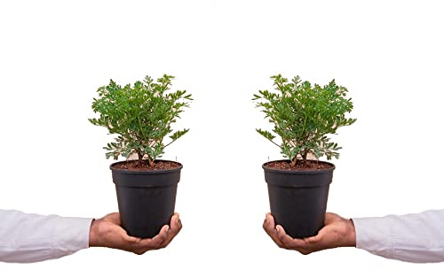 Ruta Graveolens Set de 2 Plantas de Ruda Naturales Hierbas para Infusión